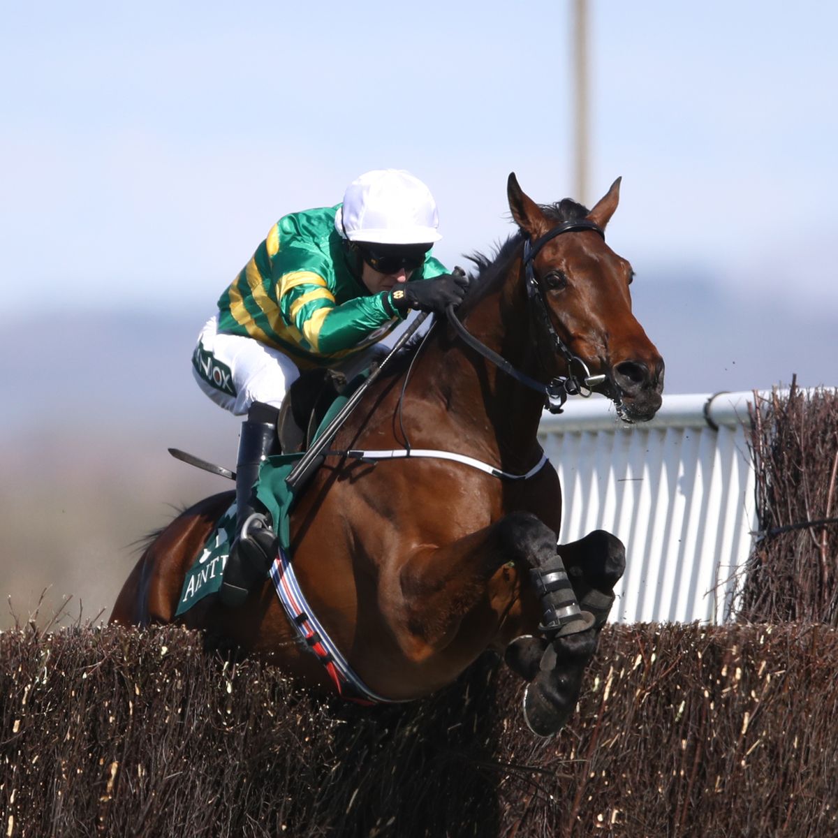 Lizard Bets tweet media