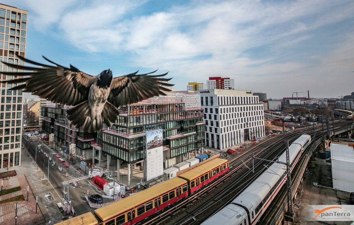 panTerratv's tweet photo. Time for a real TWEET 🦅 - sometimes our #constructioncamera|s even shoot  flying beauties 📸
#bird #tweet #Twitter #photography https://t.co/92yCh5I7ZZ