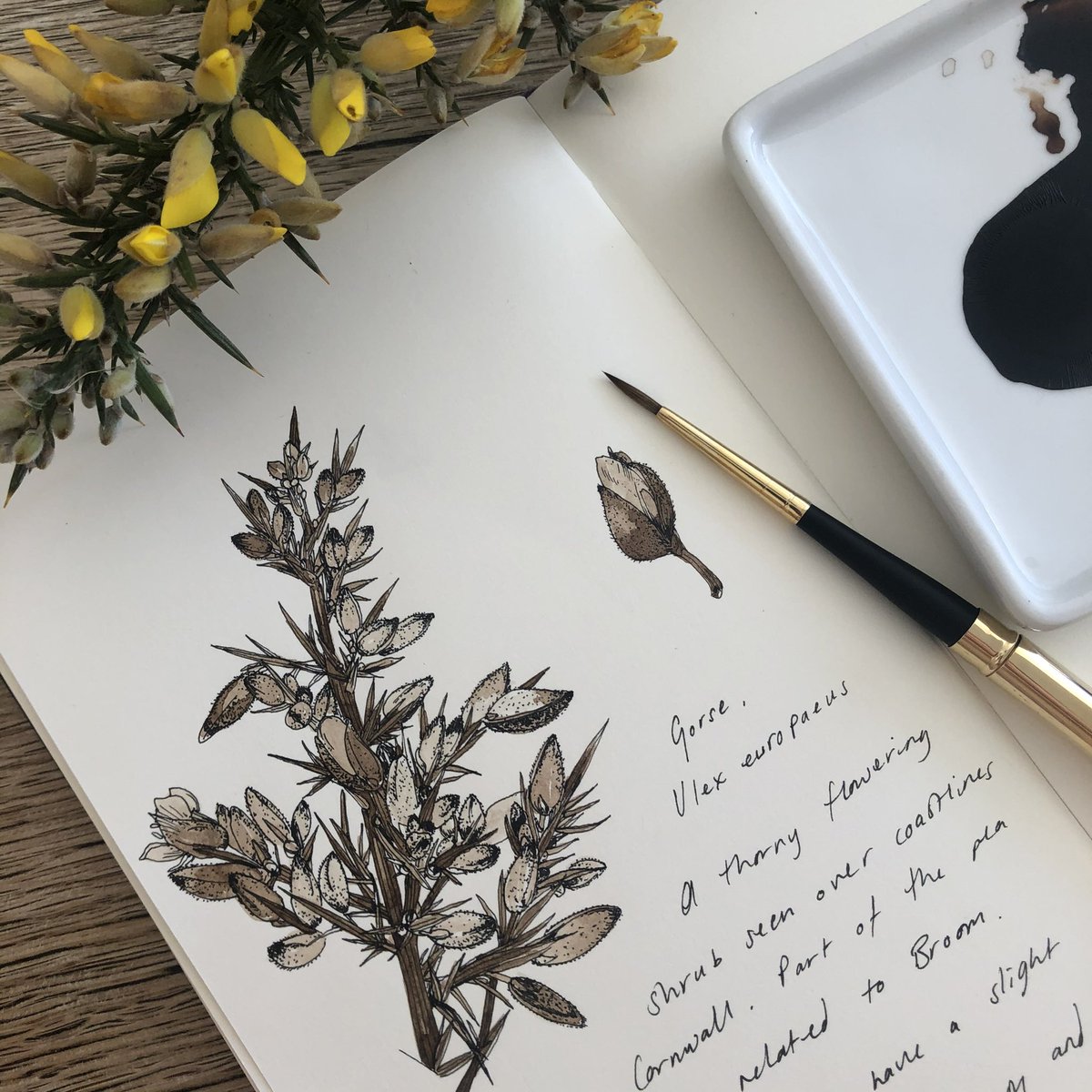 sarahgalerie's tweet image. Who’s enjoying the Gorse right now? These make a brilliant subject to illustrate, with or without colour 💛
#botanicalillustration #ArtistOnTwitter #gorse
