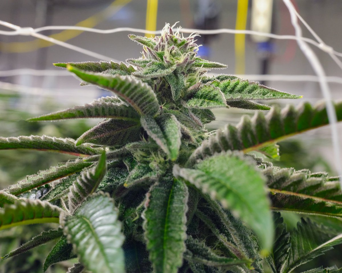 Lemon Cherry 🍋🍒making a comeback for the candy heads out there 🍬
#lcg #CannabisCommunity #cannabisculture