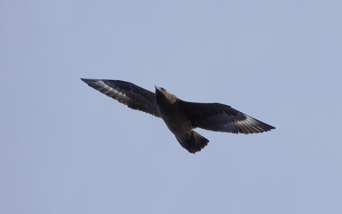 Great to see some of our seabirds returning this last week or so, with Puffins on land and a few Bonxies flying high over Hirta. Here's hoping for a better season for them both after last year's #avianflu outbreak. #NTSseabirds