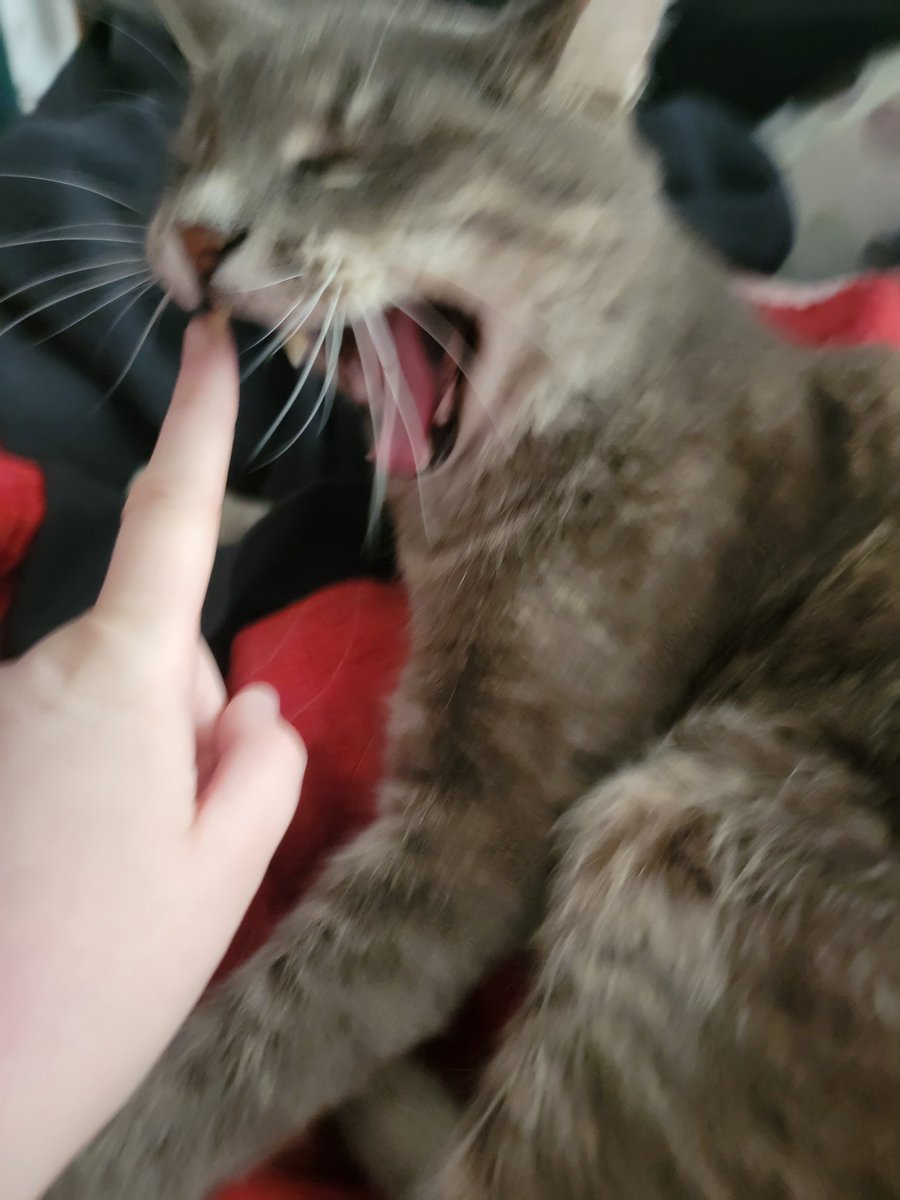 OxbloodJunction's tweet photo. If @MoistPoetry gets two more submissions today I will drop some photos from the shoot I did with Smokey. https://t.co/23vYwKBGph