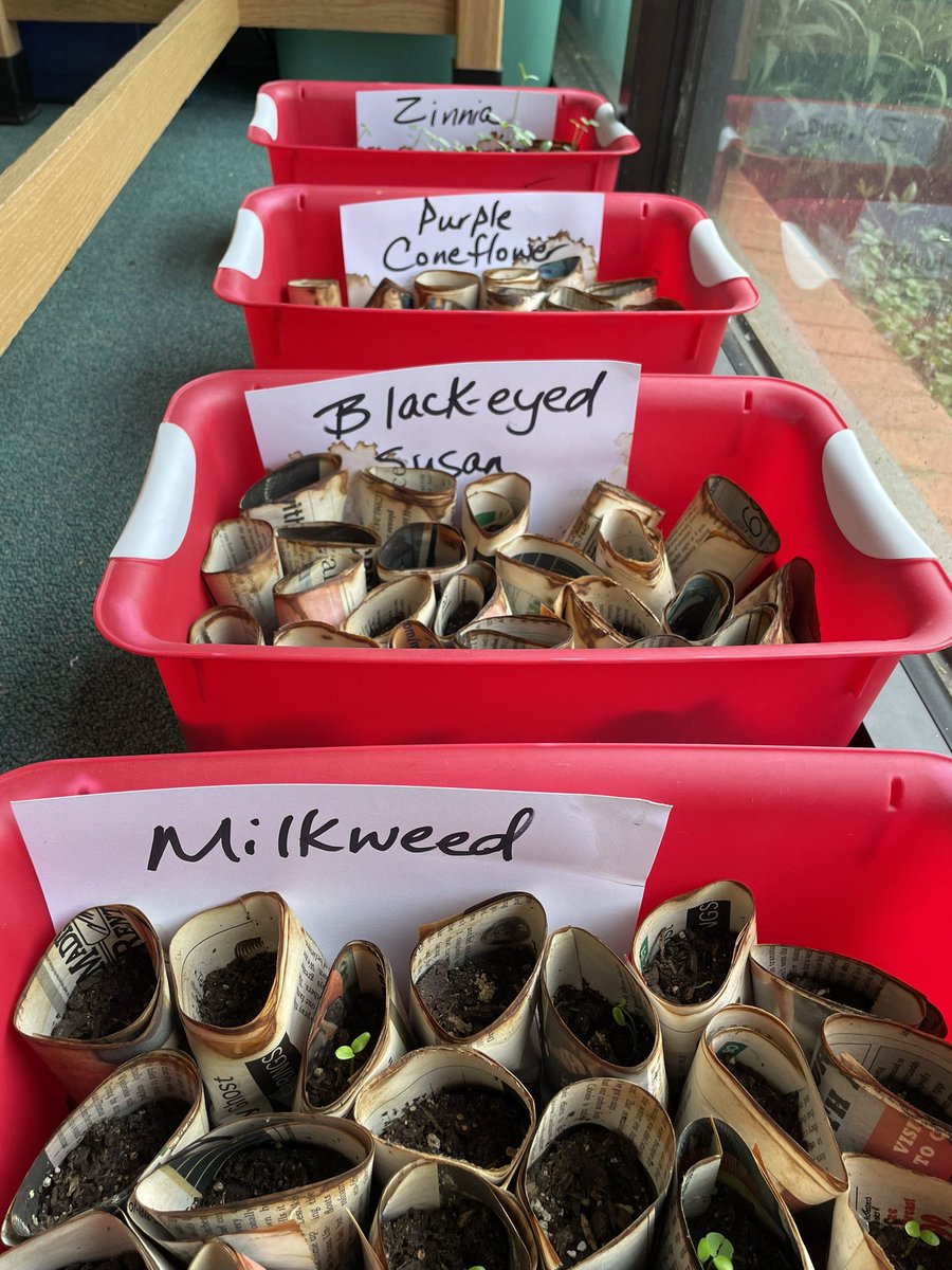 LovePrimarySTEM's tweet photo. Students planting herbs and pollinator plants to give away to our community at Madison Fest April 22. We saved some of our own seeds from last year! Help save the pollinators! #GAf2sinnovation #GeorgiaShape #FuelingGA @FarmtoSchool @GaDOEScience 🐝🦋 https://t.co/vxqXnFitMY