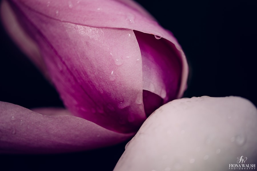 This is a magnolia, using my macro lens. Loose yourself in its form, go take a nature walk and treat it like being in a museum.

Garden photographer, inclu. drone:
fionawalshlandscapes.com
<a href="/GdnMediaGuild/">Garden Media Guild</a> #blossom #magnolias #magnoliatrees #spring #gardenphotographer #gardendesign