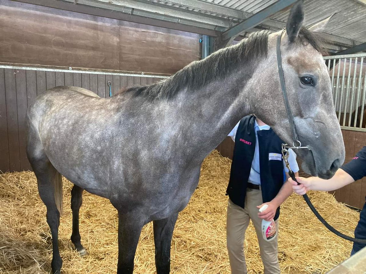 #StandUpForRacing My horse Copshill Ladis looked after by the wonderful @MFHarrisRacing, everytime we go to visit we see the love and care all the horses receive ❤ ♥