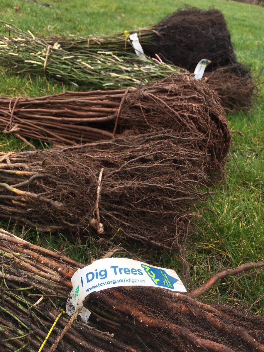 A massive thank you to @TCVtweets for supplying us with trees to help us take climate action, build biodiversity and improve wellbeing 🌍💚 

It’s been amazing to be part of a programme helping to plant over 3 million trees #IDigTrees