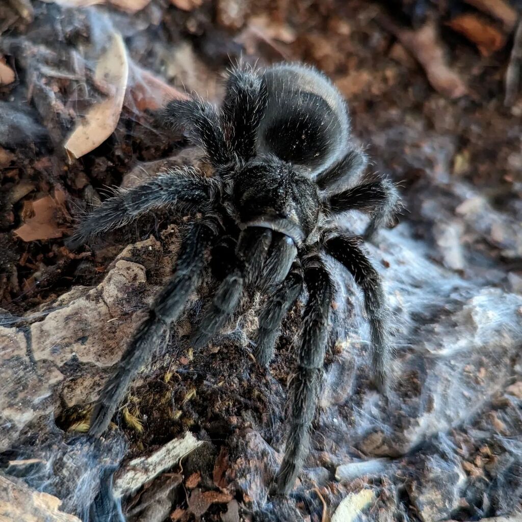 Long days, so let me post another fluffy spider to cheer everybody up.
#grammostolapulchra #spidersofinstagram instagr.am/p/Cq_VvzJrIsn/