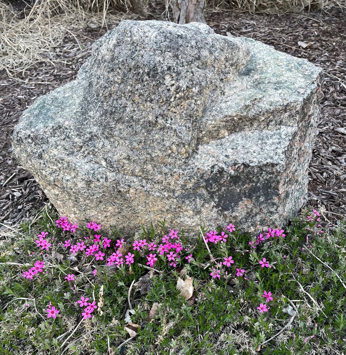 JenLitowski's tweet image. The first flowers of spring brought a smile to my face.
"I'm inspired" cry friends, who've labored all winter.
But young flowers are easily bent by the weight of allegory.
And need some space to grow and find their shape.