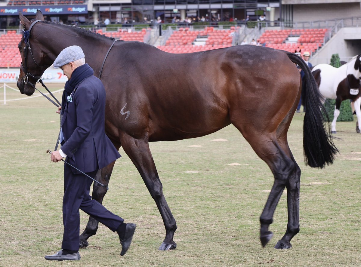 A very dapper Corey Brown @SkyRacingAU leading immaculately turned out @aus_turf_club ATC Derby winner Angel Of Truth @eastershow Sydney Royal! #jackofalltrades 😜👏👏❤️🐎