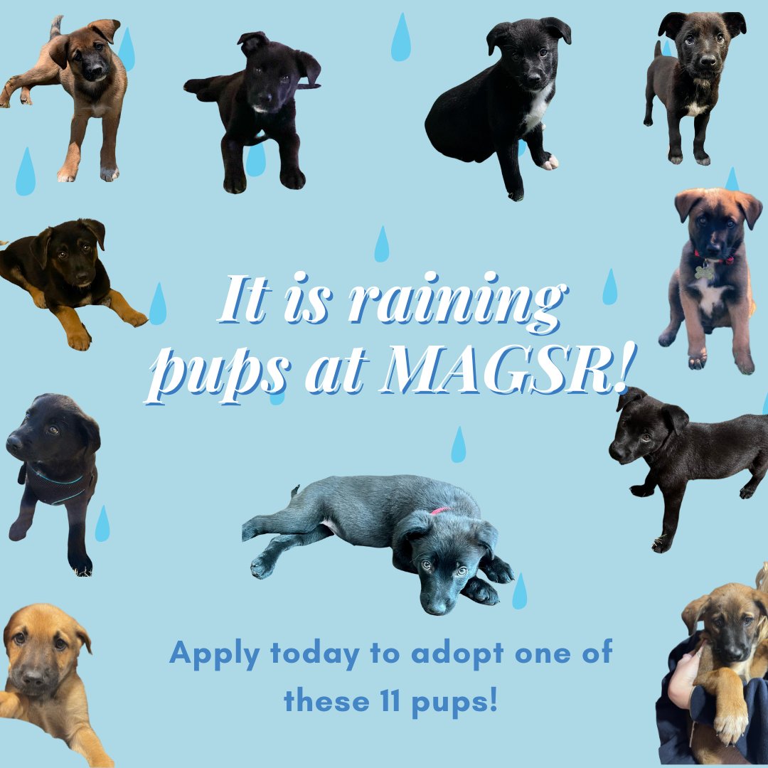 It's raining pups! To apply for one of these cuties go to, magsr.org/adopt