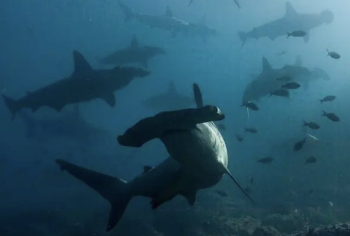 🇨🇷 🦈 eNGO coalition asks <a href="/NOAAFisheries/">NOAA Fisheries</a> to maintain negative opinion of Costa Rica in 2023 Biannual Report to 🇺🇸 Congress re: IUU fishing. CR was identified in 2021 Report, but <a href="/Randridley/">Randall Arauz</a> says situation (especially wrt shark protections) has not improved thecostaricanews.com/costa-rican-ec…