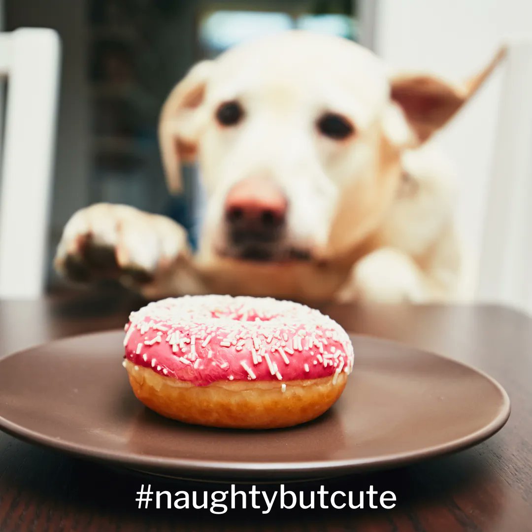 Alison Wood | Pet Hooligans tweet media