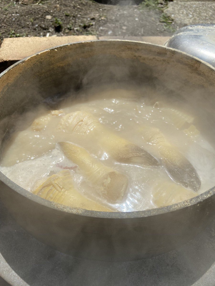 coco_sasayama's tweet image. 篠山でタケノコを収穫してきました！
旬の食材を採りたてで食べれるのは田舎の魅力の一つですね。

来週もたくさん収穫してきます✨