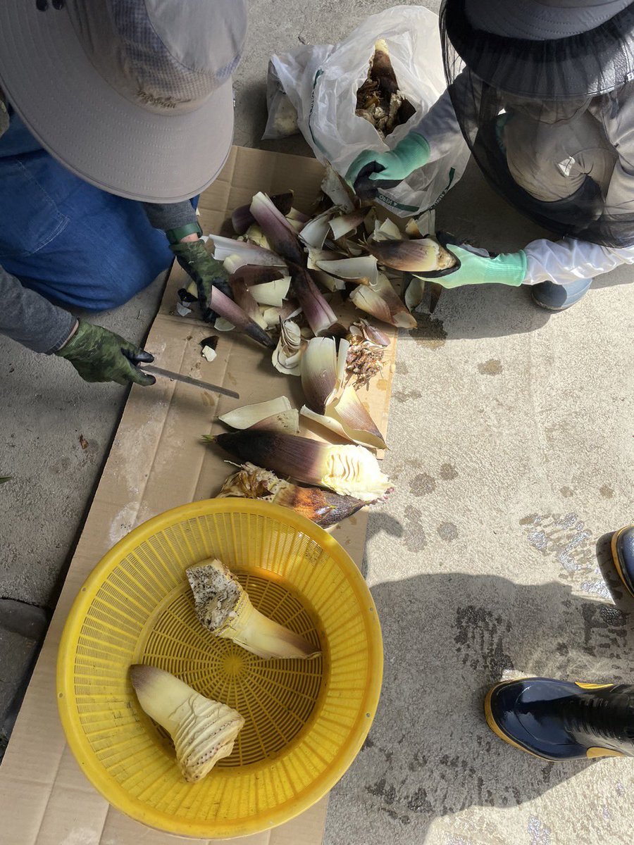 coco_sasayama's tweet image. 篠山でタケノコを収穫してきました！
旬の食材を採りたてで食べれるのは田舎の魅力の一つですね。

来週もたくさん収穫してきます✨