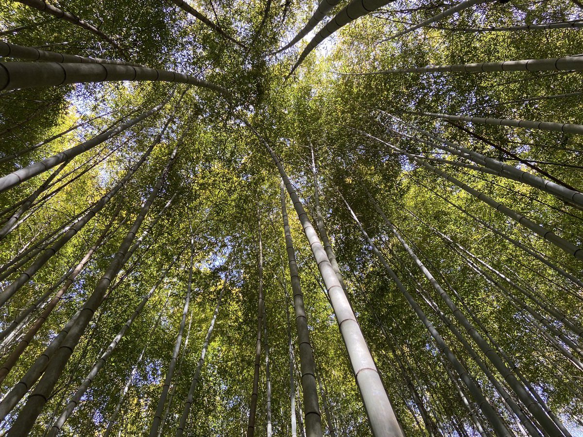 coco_sasayama's tweet image. 篠山でタケノコを収穫してきました！
旬の食材を採りたてで食べれるのは田舎の魅力の一つですね。

来週もたくさん収穫してきます✨