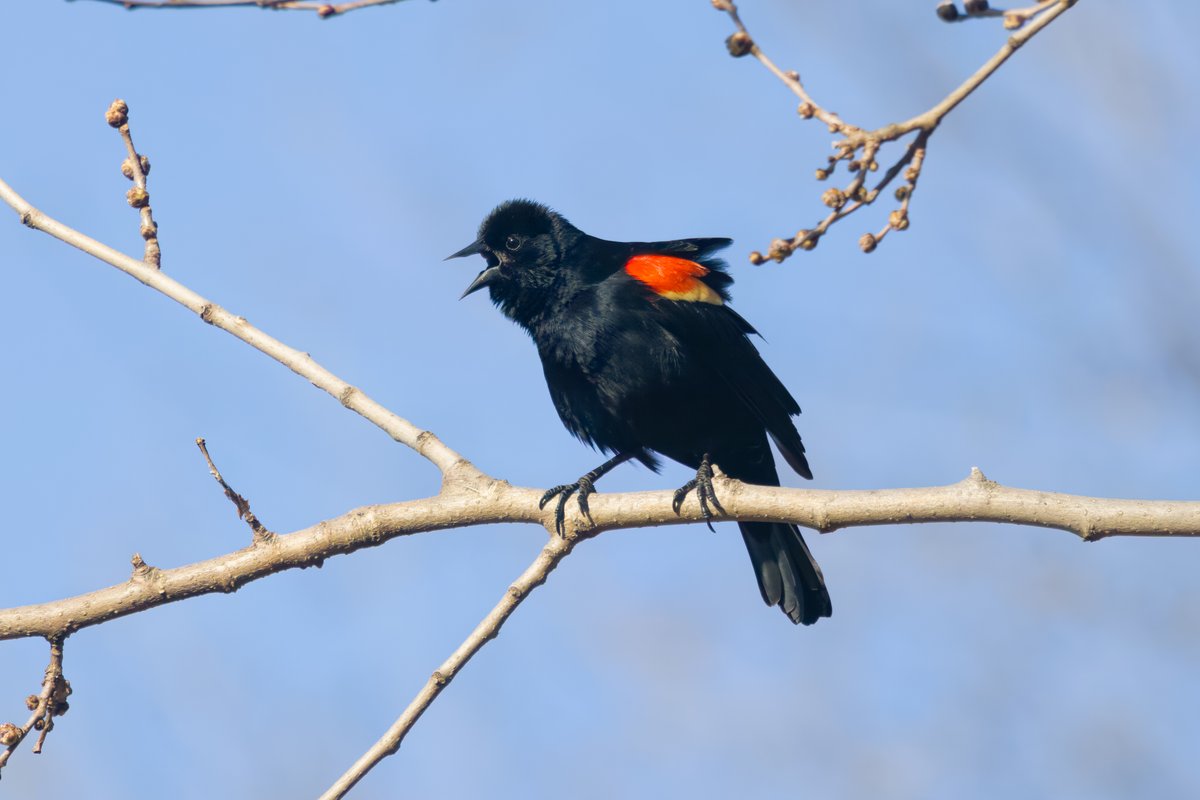 RyanFMandelbaum's tweet photo. hey @IdenticalBirds do they always have to be birds https://t.co/sb049EINKK