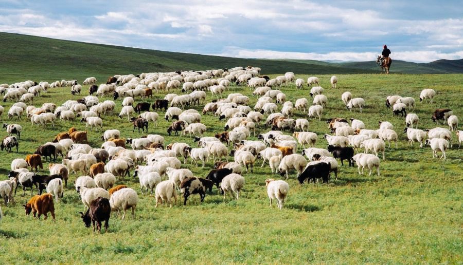 islayuu's tweet photo. 4 horses and 53 sheeps #giveaway !!!!!!
will ship worldwide
entry⭐️:
🔪vote for jay chang on mnet plus app!
🔪reply with your proof
🫡good luck
#imfromeastasiaandwehavealotofhorsesandsheeps #sovoteforhim #imreallyrich #nocap #legit #jaychang https://t.co/ooSQpt6l6A