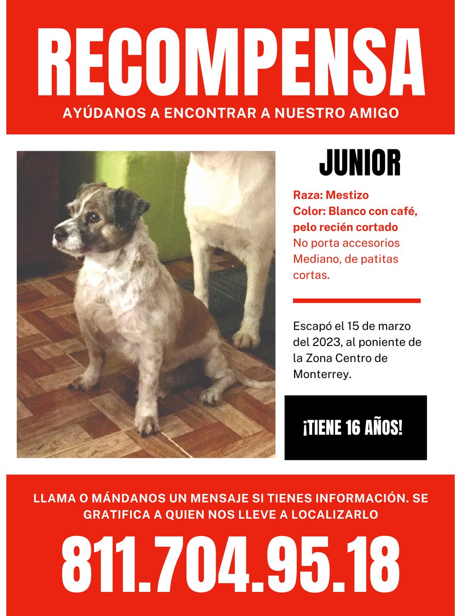 Quiero suplicarles que me ayuden a compartir para encontrar a mi pequeño #Junior. Tiene 16 años y se perdió en el centro de Monterrey el 15 de marzo . Si lo ves, por favor resguárdalo y comunícate con nosotros a cualquier hora. Celular 81 1704 9518
gattio.com.mx/buscando-a-jun…