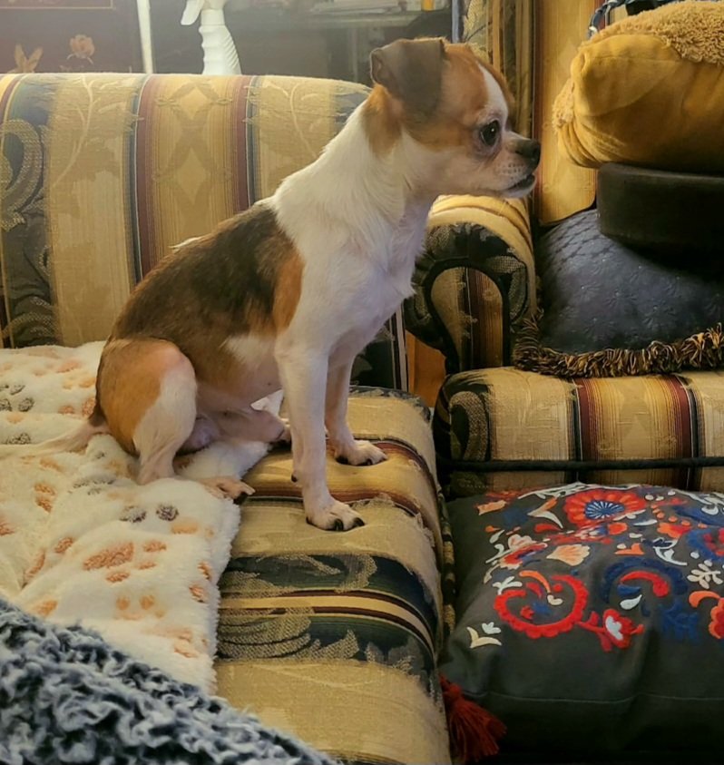 looks like *somebody* disagrees with Chef Ramsay's decision to cut DeMarco on Hell's Kitchen season twelve