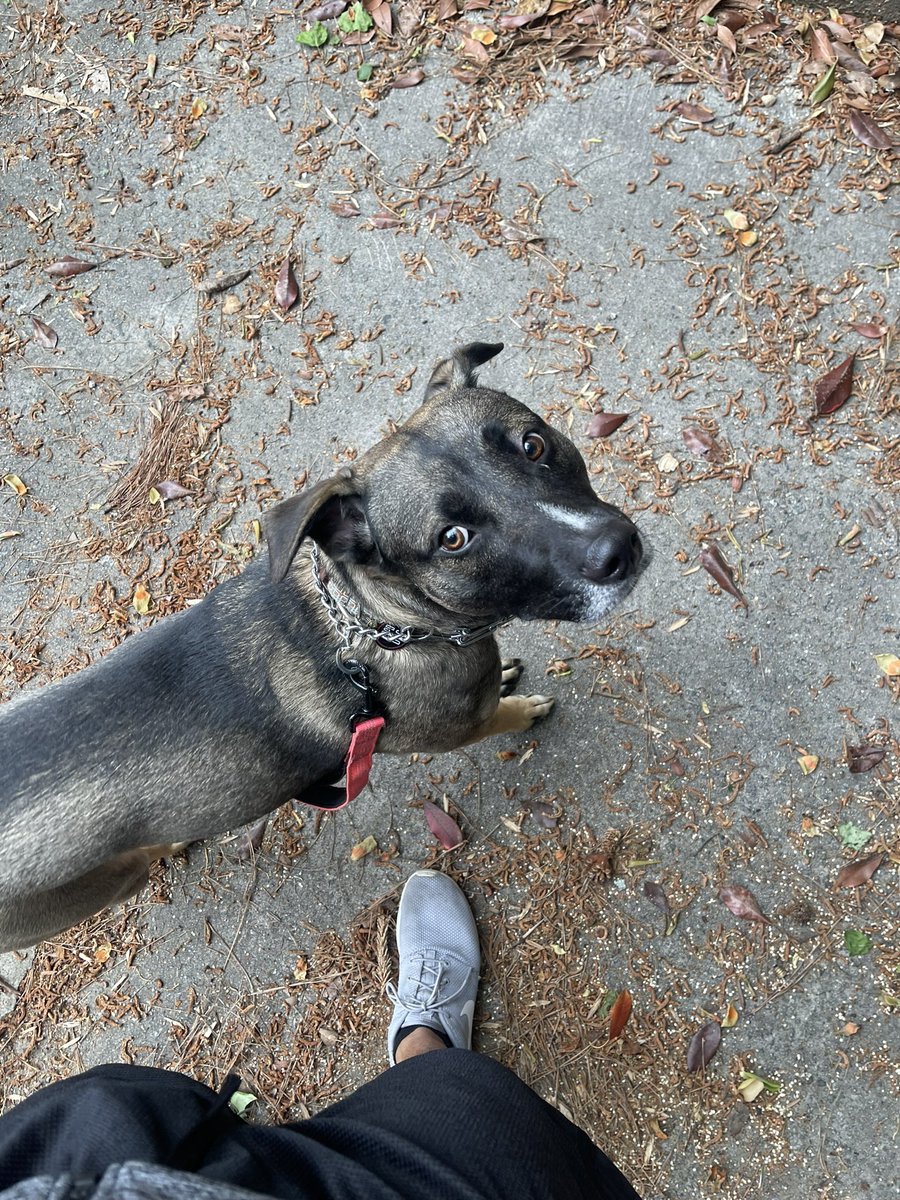 theeBLACKginger's tweet photo. Also happy 2nd birthday to my FURavorite headache 😆😆😆 #dogdad #dawgter #rescuedher #sherescuedme https://t.co/CL3xQ65HZb