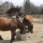 ひるがのホープロッジ ひるがの高原 木曽馬牧場のツイート画像