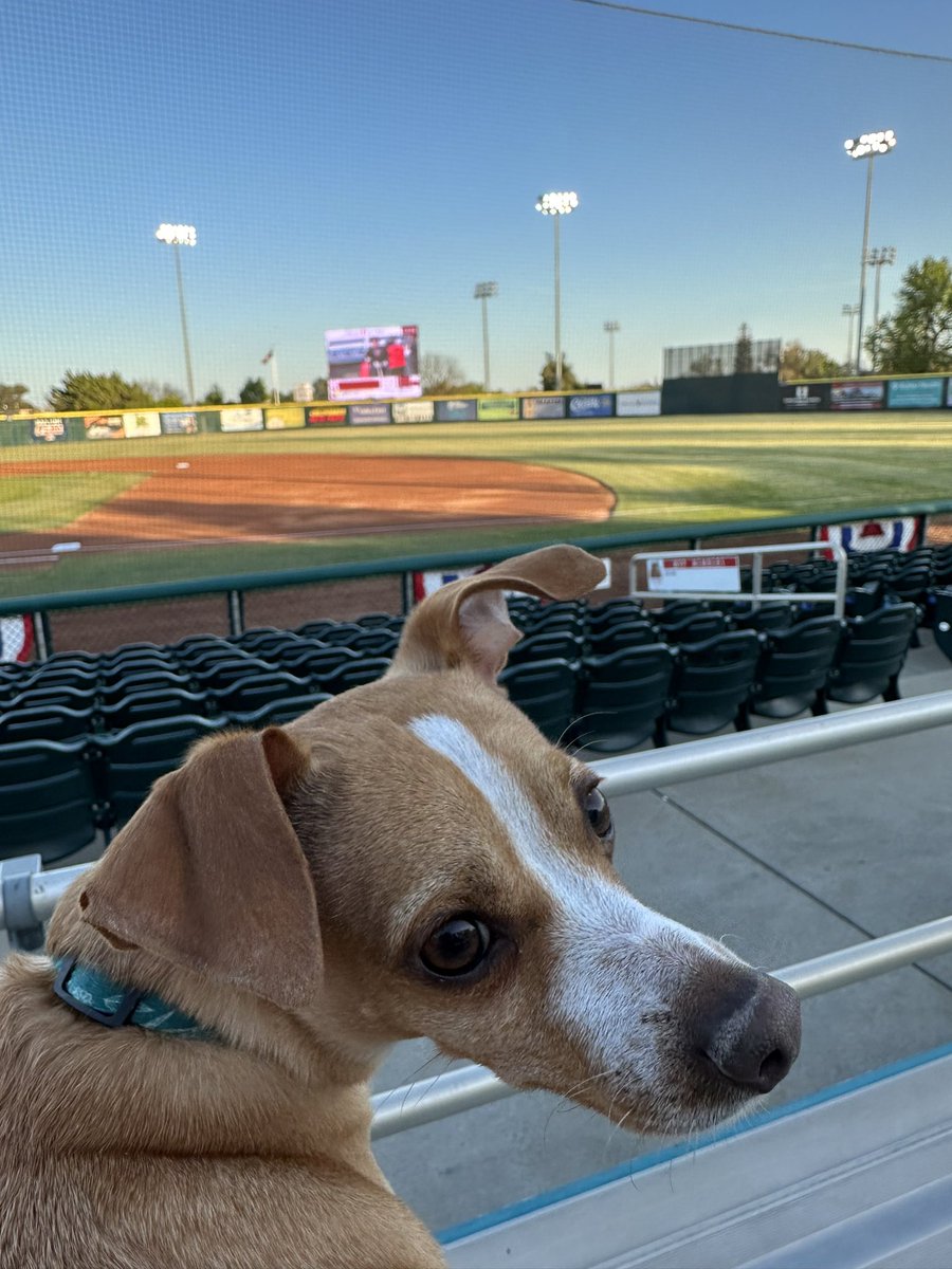 DopeShotDan's tweet image. Rizzo is ready for some baseball!  Let’s go @ModestoNuts  #pupsnpints