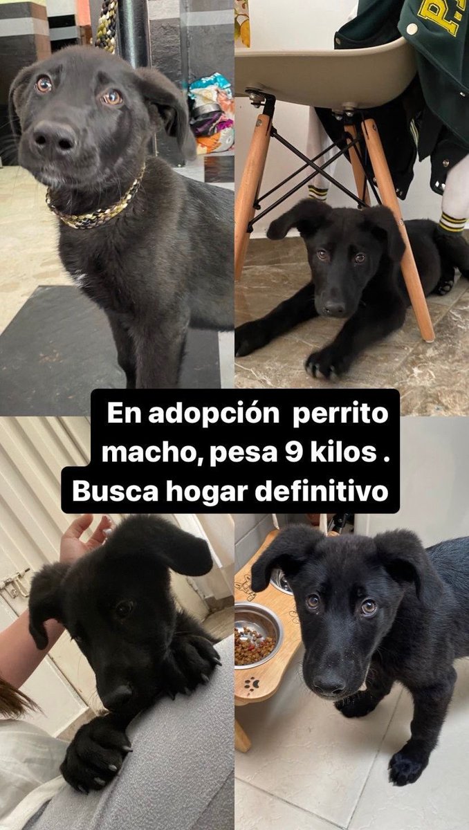 pilarvelasquezv's tweet photo. 🚨URGENTE, RT PORFA 🚨

Este perrito cachorro busca hogar definitivo en Bogotá.

Los interesados comunicarse con Adriana 3185724979. Les agradezco mucho la ayuda REAL para encontrar una linda familia 🙏 https://t.co/T9UUIqUW6I