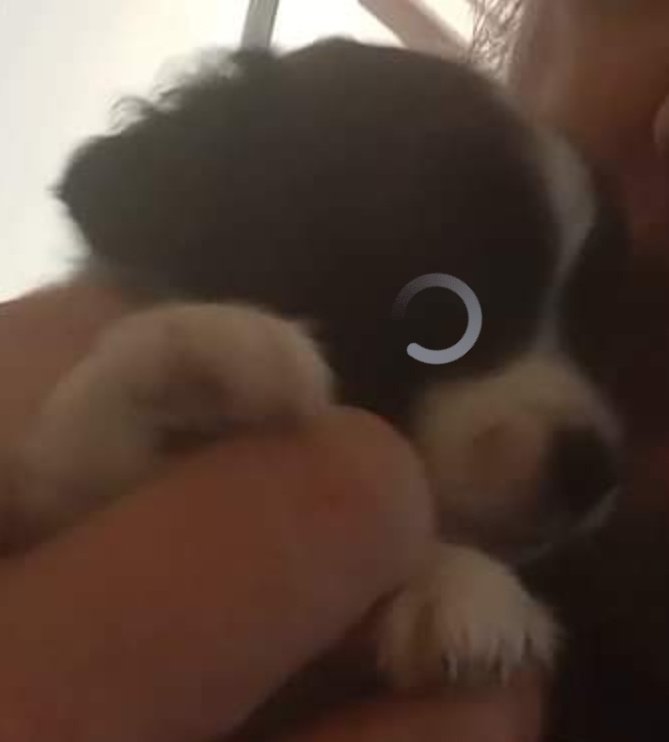 robozippy's tweet photo. Pal got a pup and I totally thought that the loading icon was its eye https://t.co/V3iXqSH8Oo