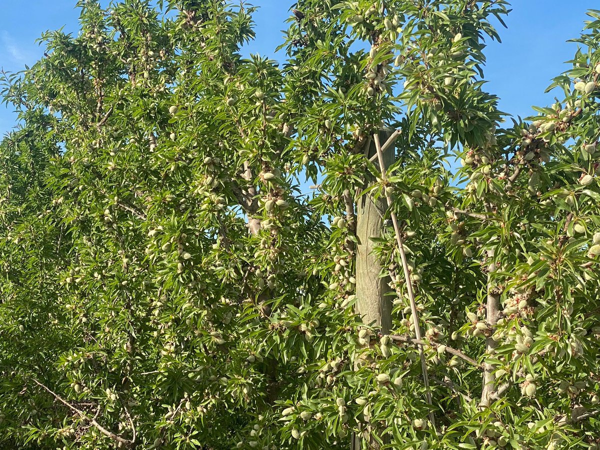 AlbertoVimar's tweet photo. Súper intensivo #Almendro variedad #Soleta !! Marco 3,25 x 0,80 . https://t.co/AFaBvaHBq2