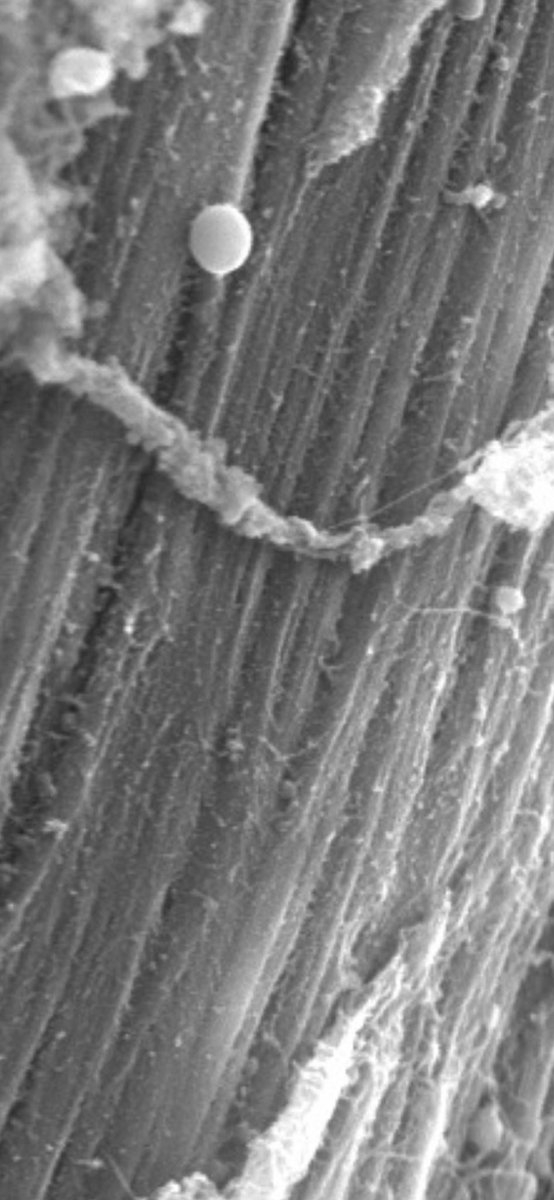 Thomas Cardaci tweet media