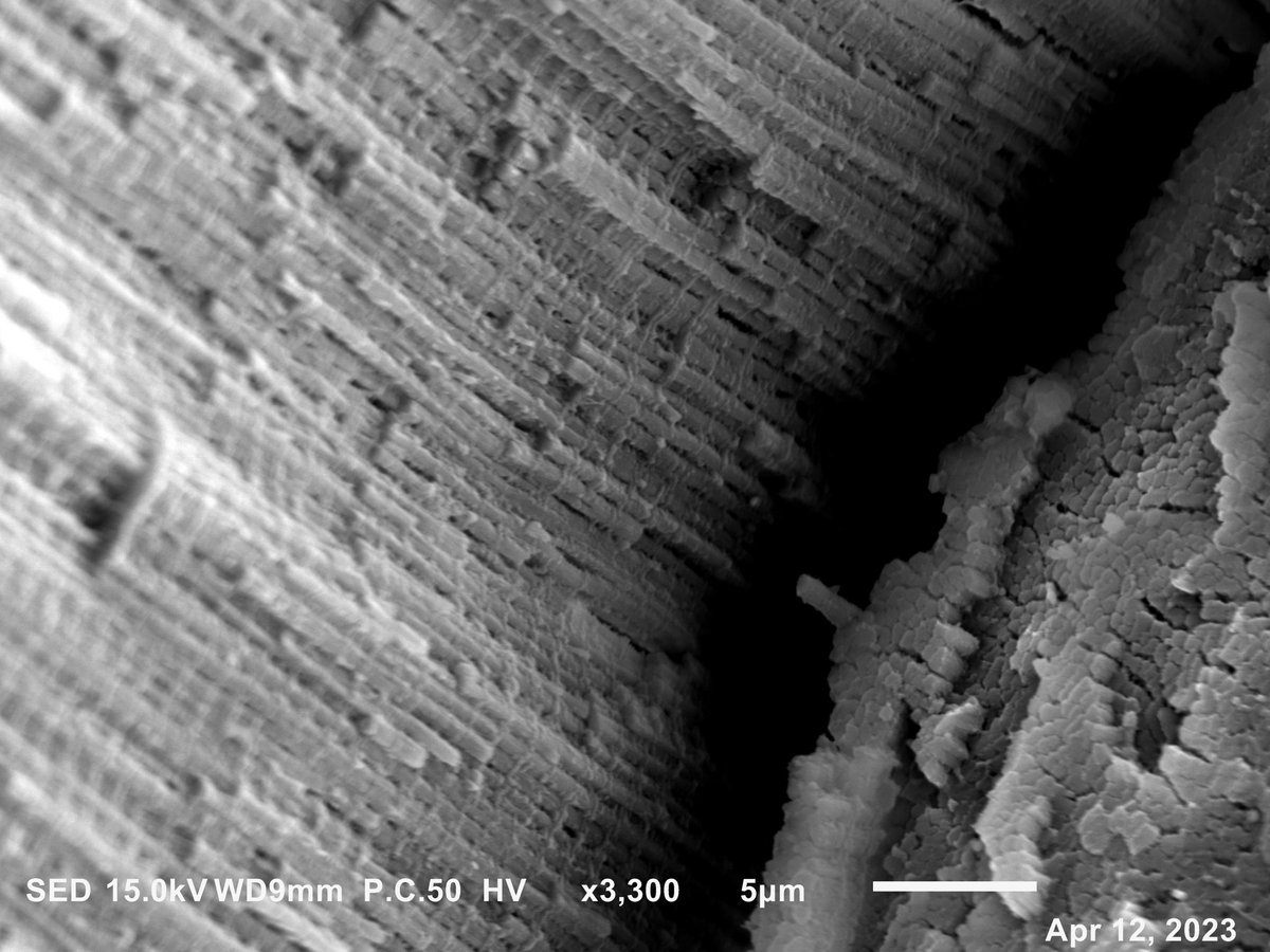 Thomas Cardaci tweet media