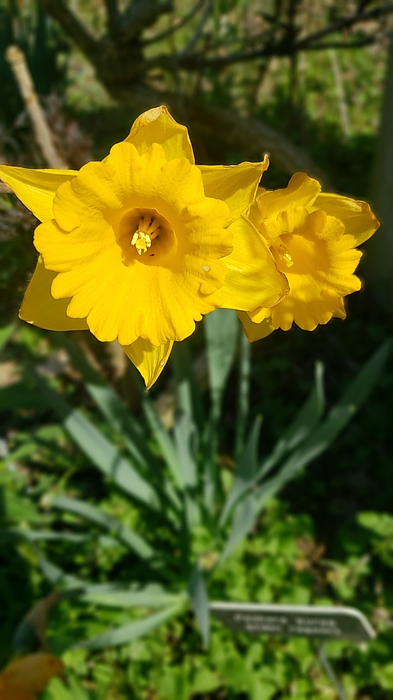 PKercher's tweet photo. New artwork for sale! - "Daffodils " - https://t.co/Xy4fvG09ps @fineartamerica https://t.co/o3CwBodMSb