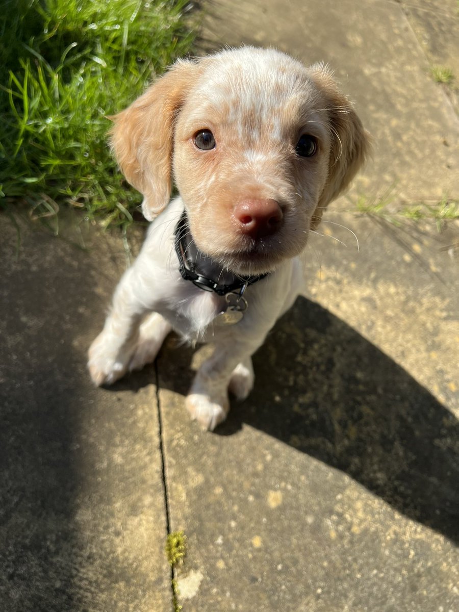 Andrew Buddle tweet media