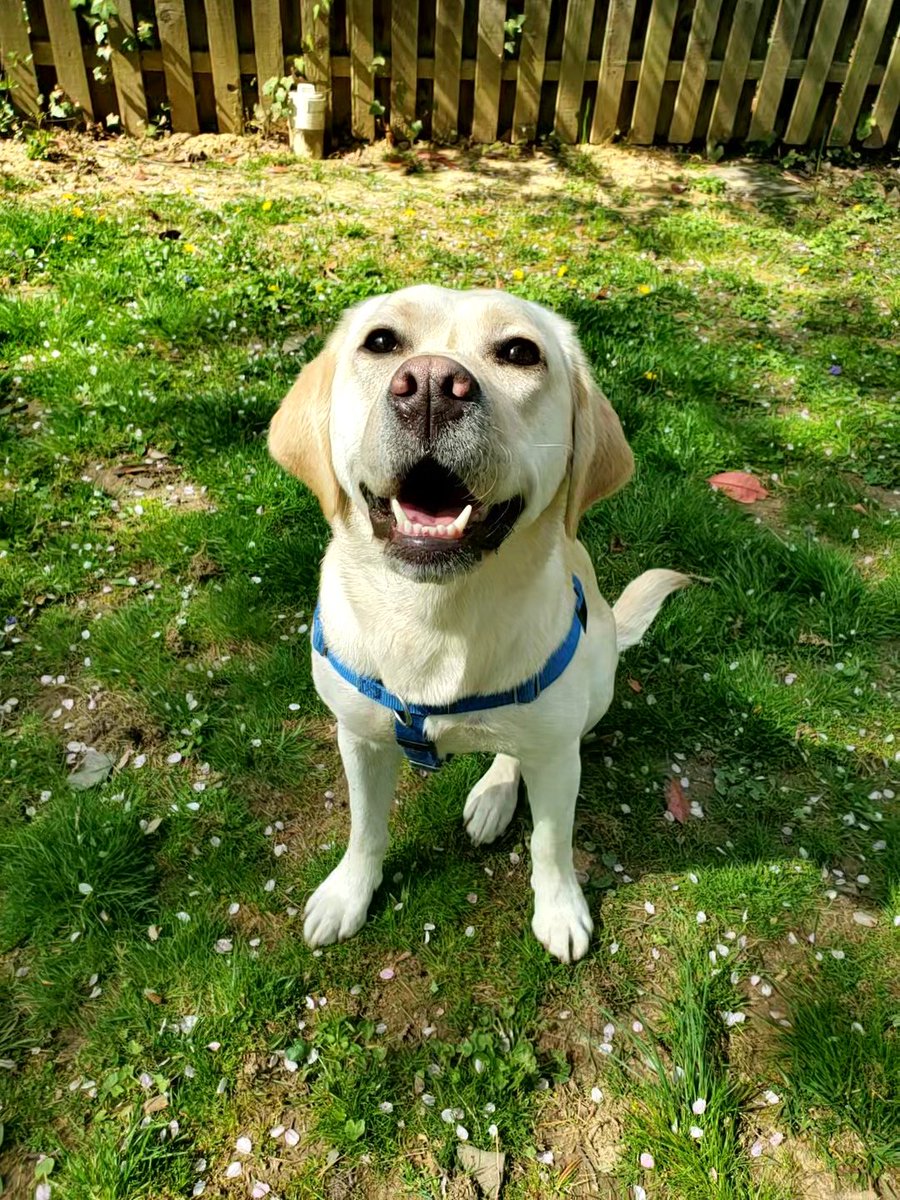 Paws_Affection's tweet photo. Guess who is turning two today?? That’s right, our Kammy!! Please help us in wishing her a VERY happy birthday! 🥳🎉🎂

But that’s not all the exciting Kam-Kam related news we have to share… (1/2) https://t.co/92YvyzfIlO