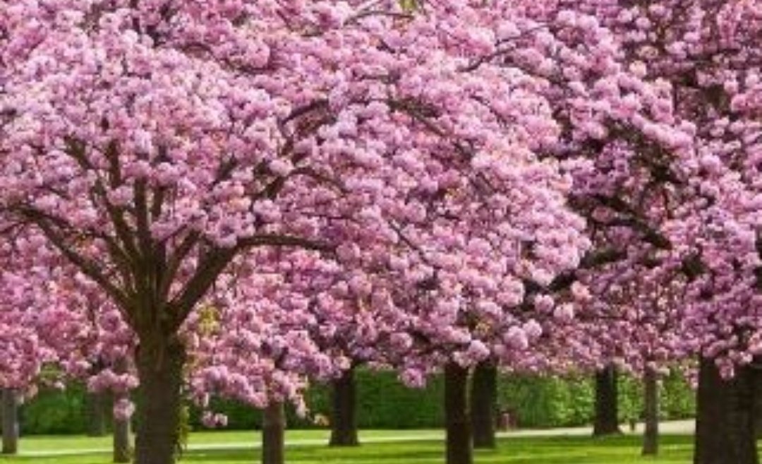 QuidVacuo on Twitter "Aquí la foto. Es más rosado que el bosque de