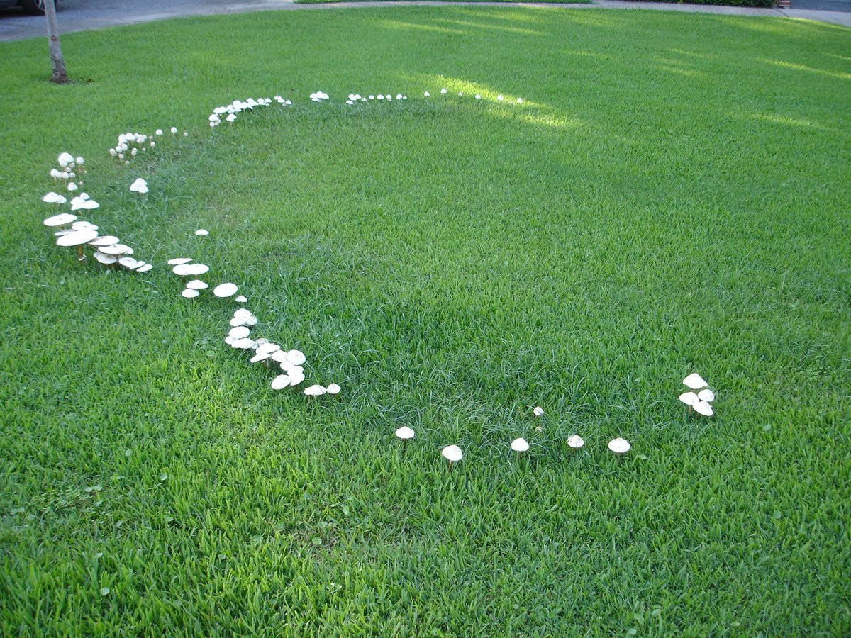NufarmUSTurf's tweet photo. This spring, make it look EZ. Tourney EZ is the new liquid DMI fungicide for tough diseases like, dollar spot, fairy ring and brown ring patch. With a low use rate, Tourney EZ makes it easier to apply to turfgrass, landscapes, trees and shrubs. Learn more: https://t.co/JlxPyDtn0G https://t.co/29urkUfoF1