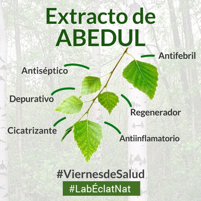 EclatLabs's tweet photo. El extracto de #abedul se usa, por ejemplo, en cremas para ayudar a cicatrizar, desinflamar y regeneral la piel.
Para adquirir extracto de abedul: https://t.co/eEmexgOneE
Laboratorio Éclat con más de 25 años de experiencia en producción y comercialización de extractos naturales. https://t.co/61NpnY5kfq