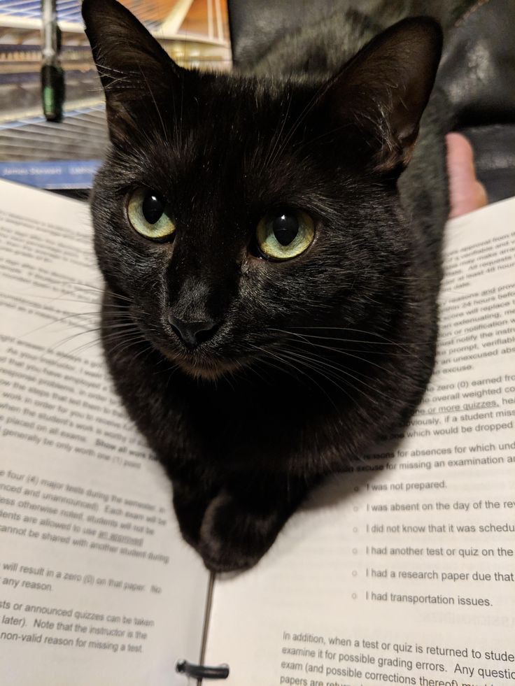 💀 : 𝑳𝑬𝑶𝑵𝑨𝑹𝑫𝑶 ;; off tweet media