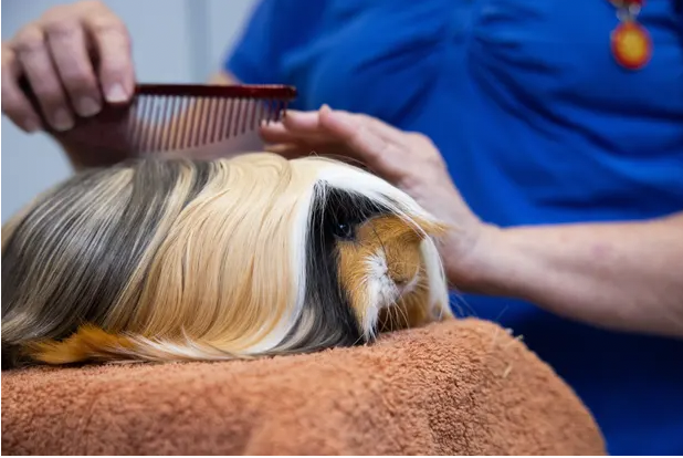 All about grooming guinea pigs today. theguardian.com/australia-news…
