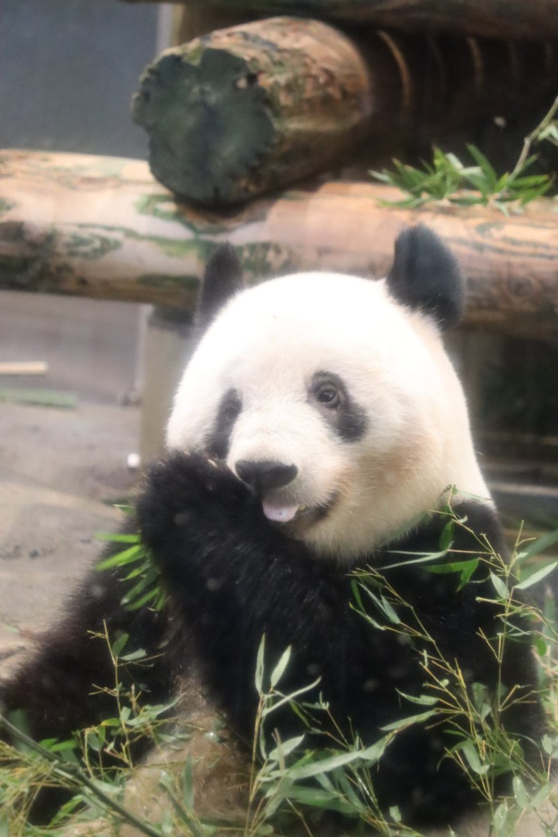 etkt87651g's tweet photo. #シャンシャン おはようございます。（2022.12.23撮影）#XiangXiang    #香香　#CCRCGP   #PandaCenter   #四川省 （#Sichuan）   #雅安市　＃雅安碧峰峡基地　＃上野動物園ジャイアントパンダ 出身
季節の変わり目なので、体調に気を付けてね。 https://t.co/QpJ0IOn3yI