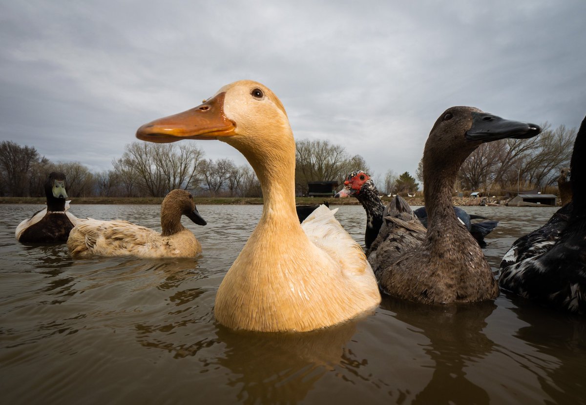 we anticipate your arrival 

(retweet to send a snack live.dashducks.tv)