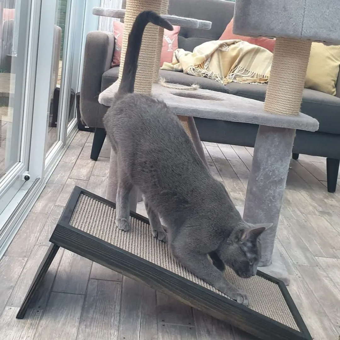 CertifiKats's tweet photo. What way would your cat use our Angled Skratcher?
https://t.co/jDW2Jg05S3 https://t.co/RHmga3eXjz