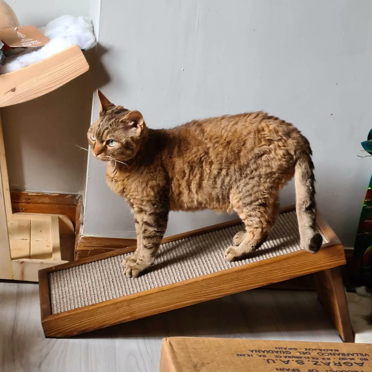 CertifiKats's tweet photo. What way would your cat use our Angled Skratcher?
https://t.co/jDW2Jg05S3 https://t.co/RHmga3eXjz
