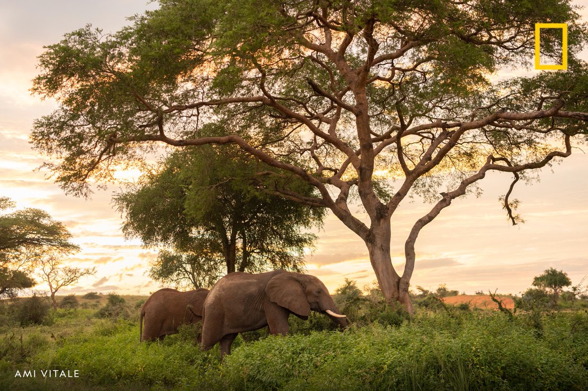 African elephants inside Uganda's Murchison Falls National Park.