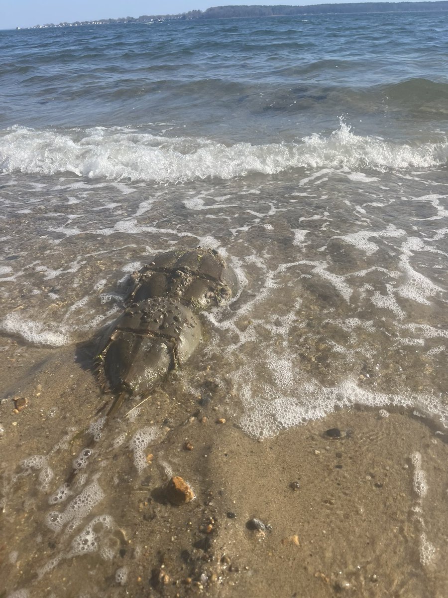 chrislb104's tweet photo. Jonah crab, rock weed, lions mane and horseshoe crabs @RhodeIslandDEM @NearbyWild @NOAAFish_GARFO #buttonwoodsbeach #rinature https://t.co/5IQ9U7X1li