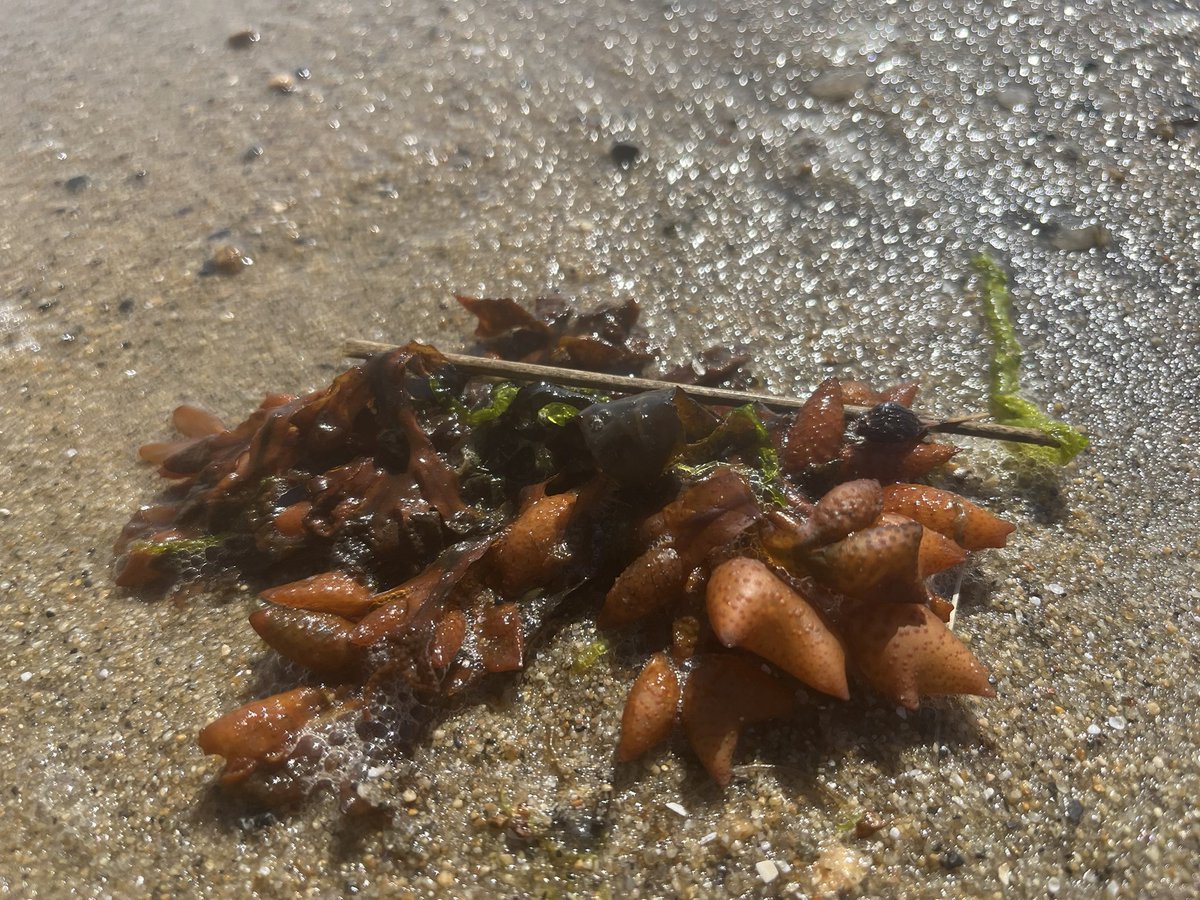 chrislb104's tweet photo. Jonah crab, rock weed, lions mane and horseshoe crabs @RhodeIslandDEM @NearbyWild @NOAAFish_GARFO #buttonwoodsbeach #rinature https://t.co/5IQ9U7X1li