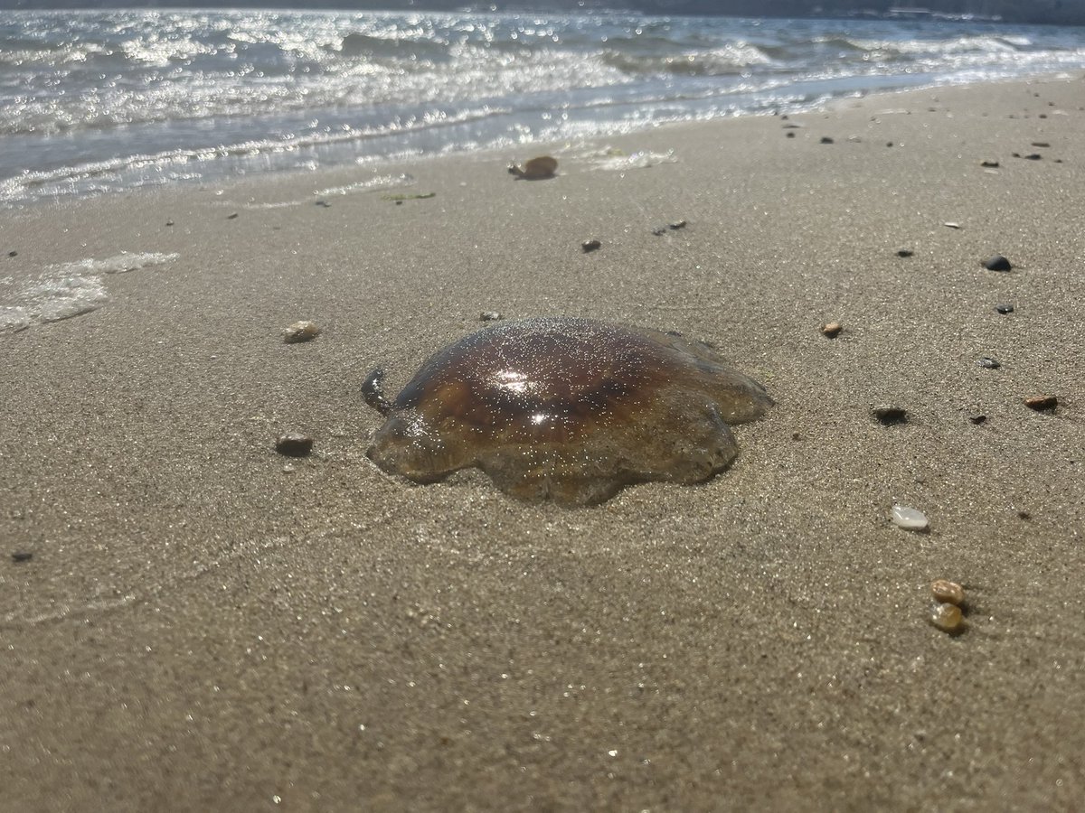 chrislb104's tweet photo. Jonah crab, rock weed, lions mane and horseshoe crabs @RhodeIslandDEM @NearbyWild @NOAAFish_GARFO #buttonwoodsbeach #rinature https://t.co/5IQ9U7X1li