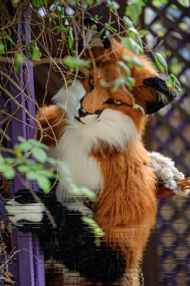 ArcasFox's tweet photo. Foxes sneak behind you when you least expect it!
✂️: @Zyxwen
📸: @Mekhoiii 
#ScarboroughRenfaire2023 https://t.co/Nix21Z8hBn