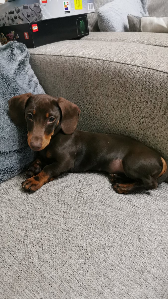 P_K_P_W's tweet photo. @dizziedee I got another Dachshund, this is Percie. https://t.co/ardH42Kn3y