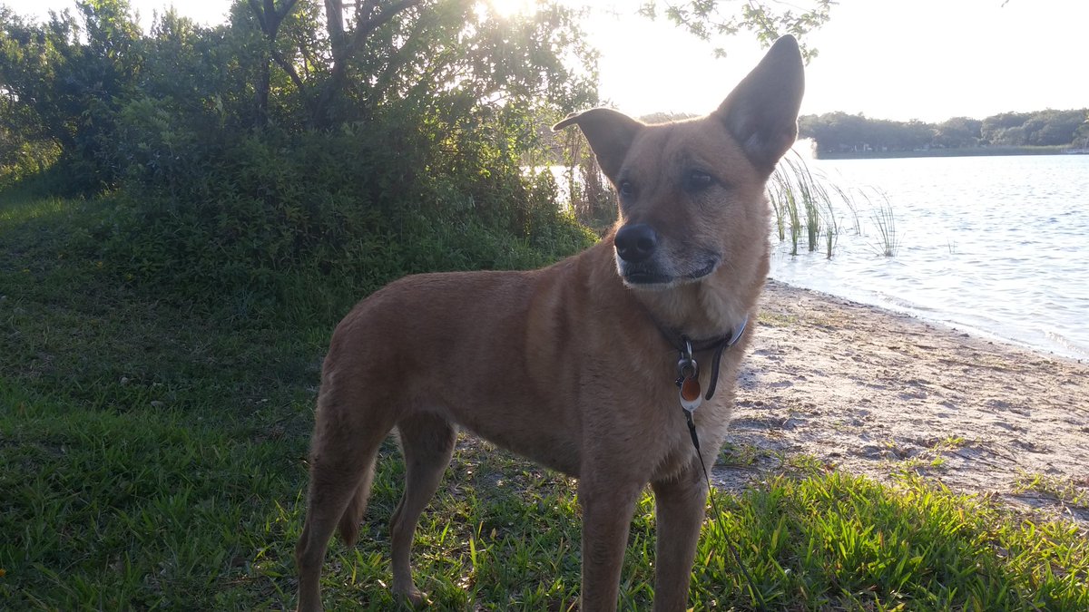 Crouton crossed the rainbow bridge the other day. She was my best friend for almost 15 years. I find peace in knowing that it was her time to go, but it doesn't make it any easier. #RIPcrouton